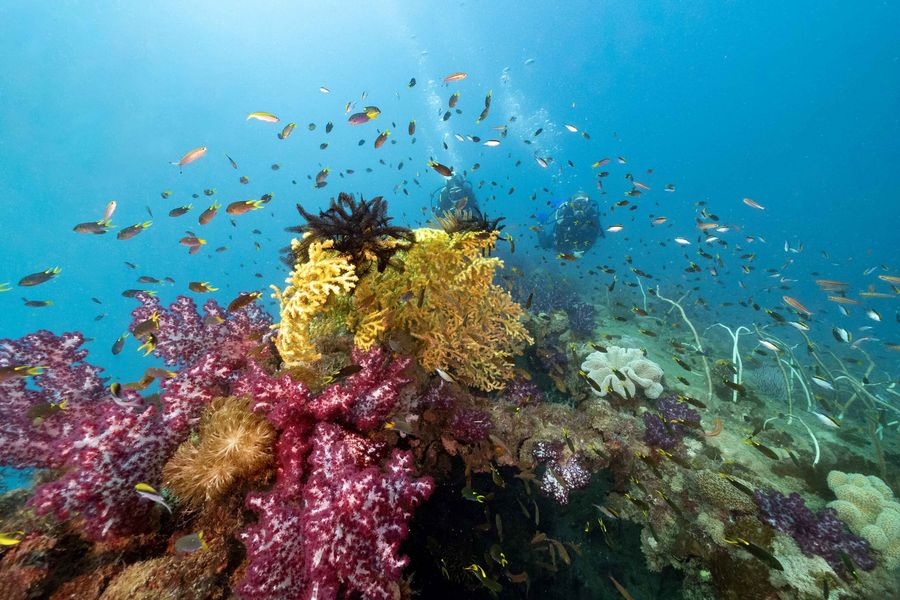 Maclaren supports fast‑tracking Great Barrier Reef recovery