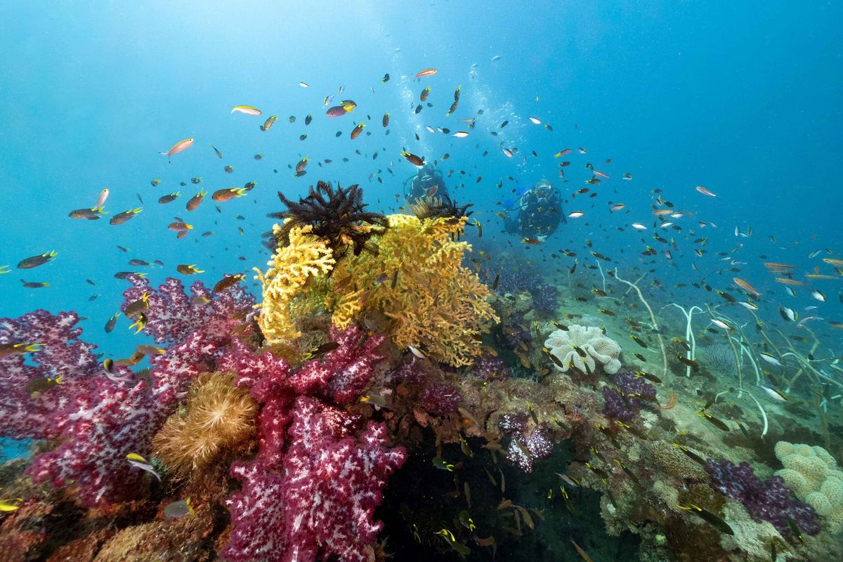 Maclaren supports fast‑tracking Great Barrier Reef recovery