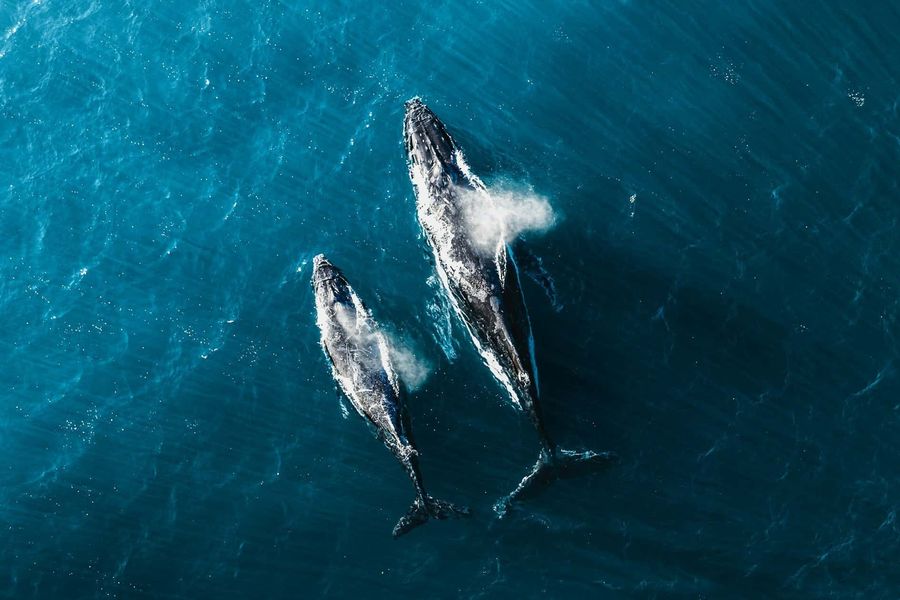 Marine Megafauna in Sailing Guidelines shortlisted for Sport Positive Award