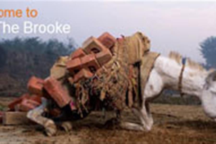 Brooke horses in need Racecar party