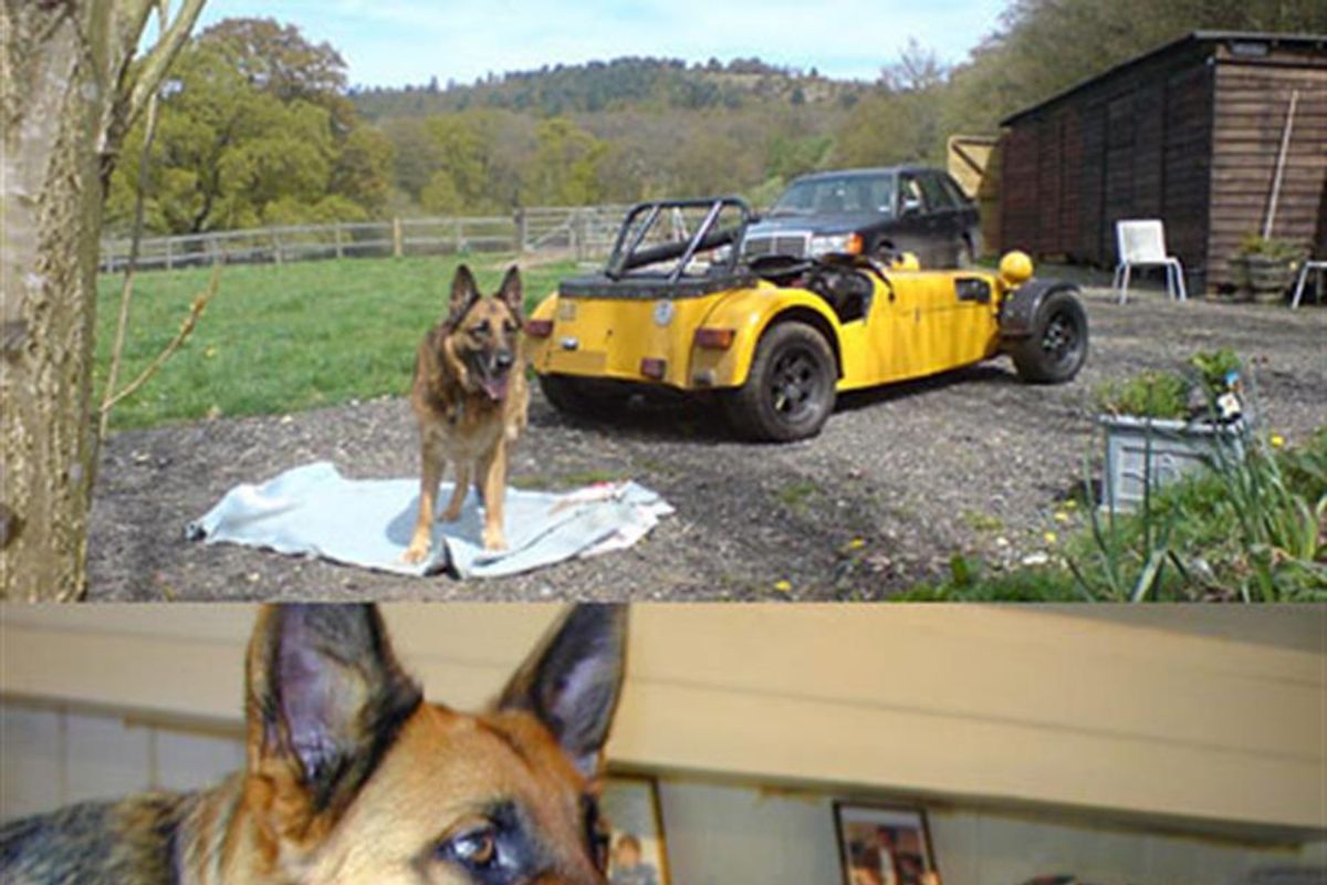 Charlie the racecar dog - RIP