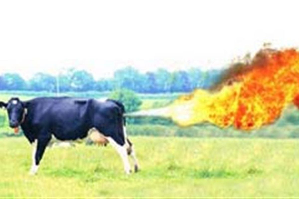 Cow Power comes to Castle Combe