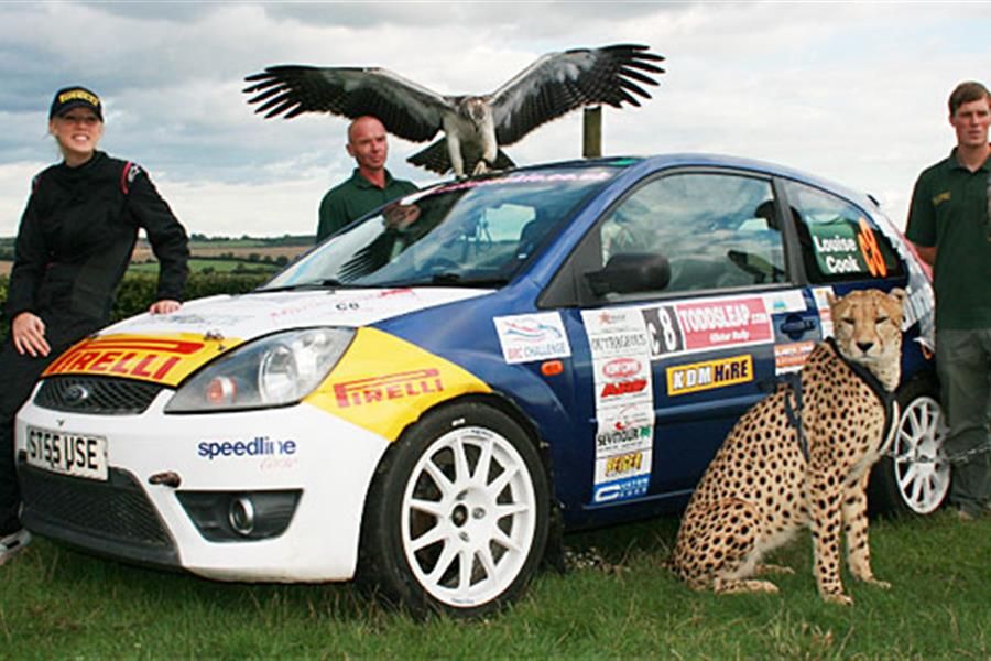 Cute Cookie races a Cheetah, Eagle and Peregrine Falcon