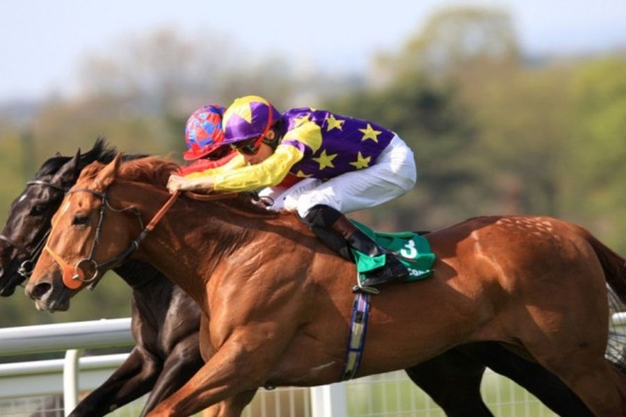 Enjoy a day at the races: and support The Racehorse Sanctuary