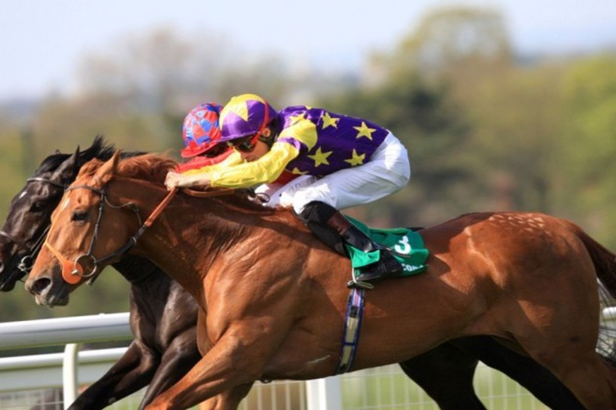 Enjoy a day at the races: and support The Racehorse Sanctuary