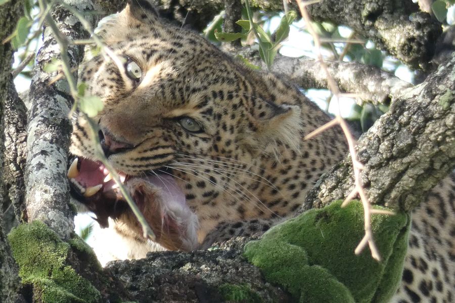 'Take a Walk  on The Wild Side' with an African safari