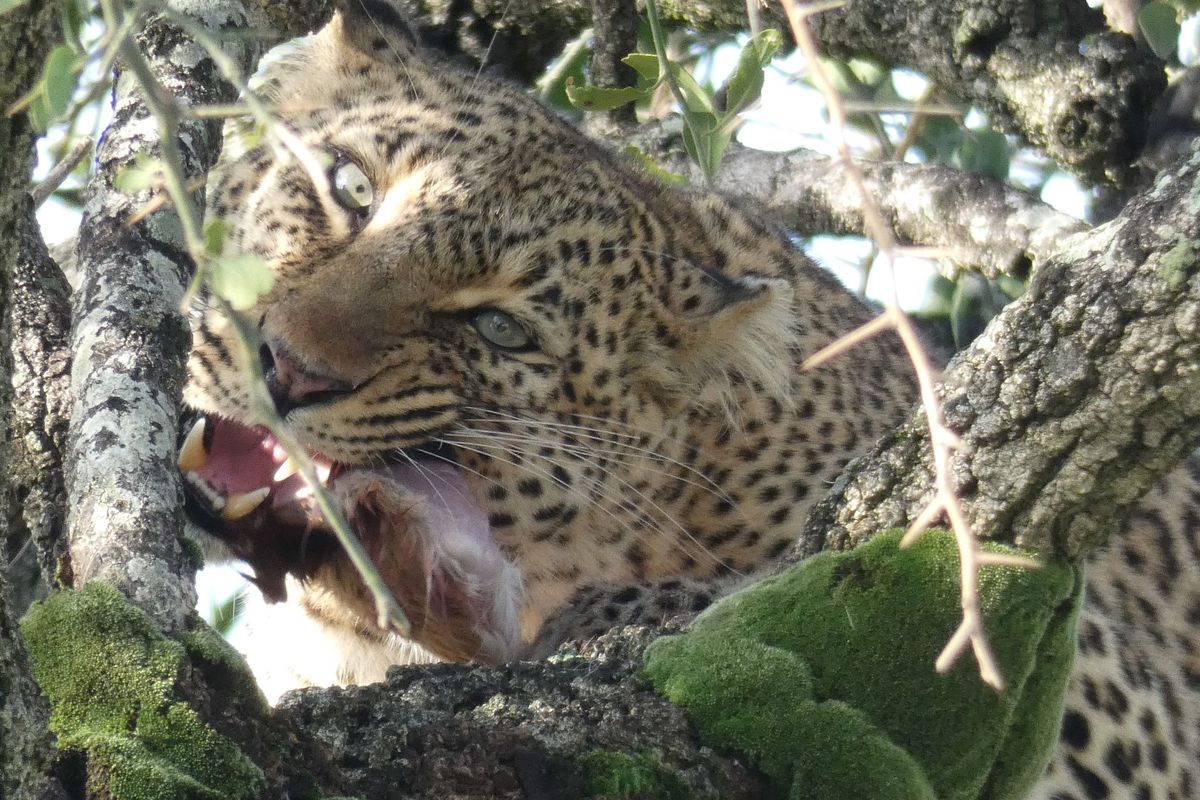 'Take a Walk  on The Wild Side' with an African safari