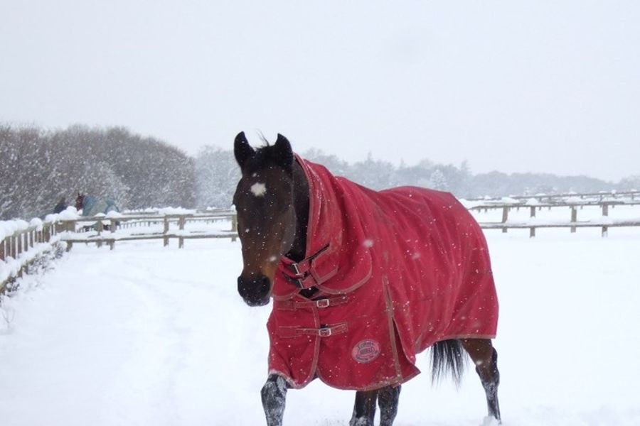 Please help feed the horses at The Racehorse Sanctuary this winter