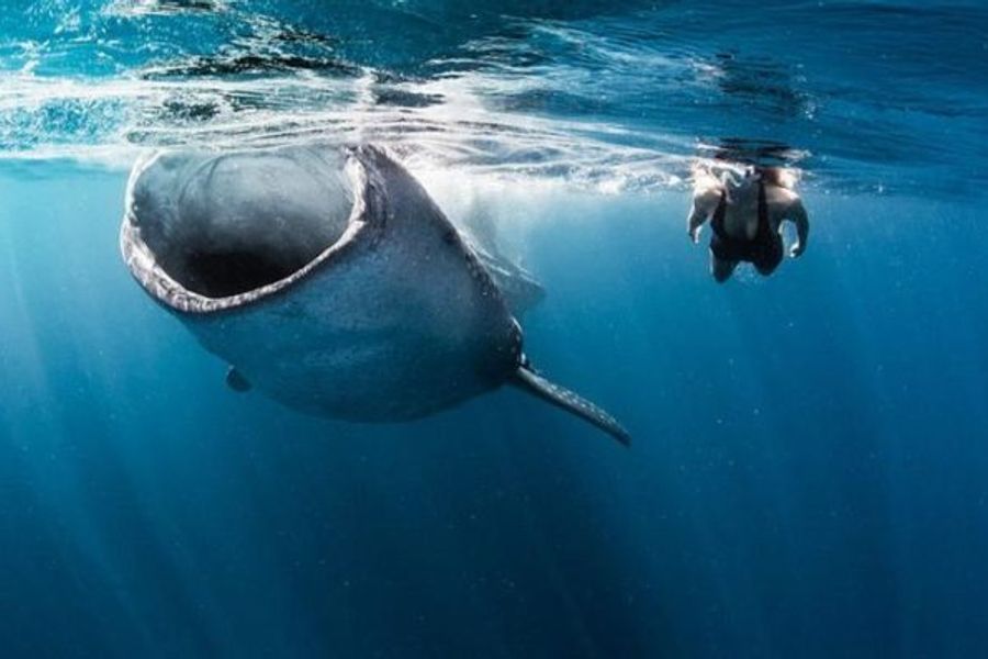 Swim with Whale Sharks and help safeguard the planet’s oceans
