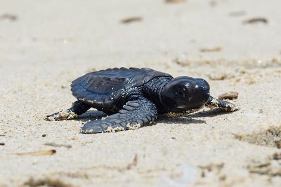 Experience animal magic in Bali