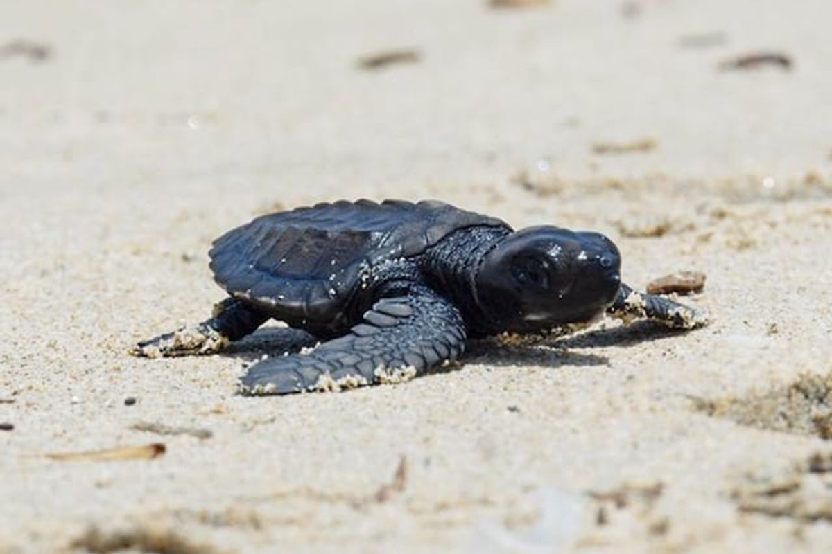 Experience animal magic in Bali