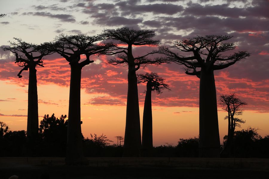 Twelve delighted rally crews experience the magic of Madagascar