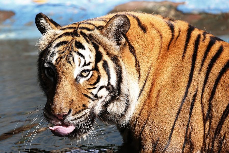 Eastern & Oriental Express: Climb on board to help Save Wild Tigers
