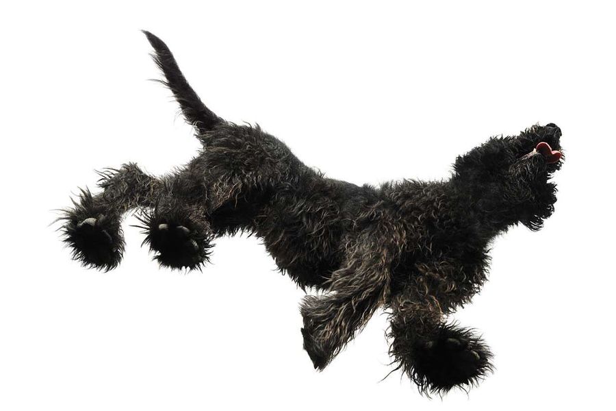 Goodwoof at Goodwood: All about the dog