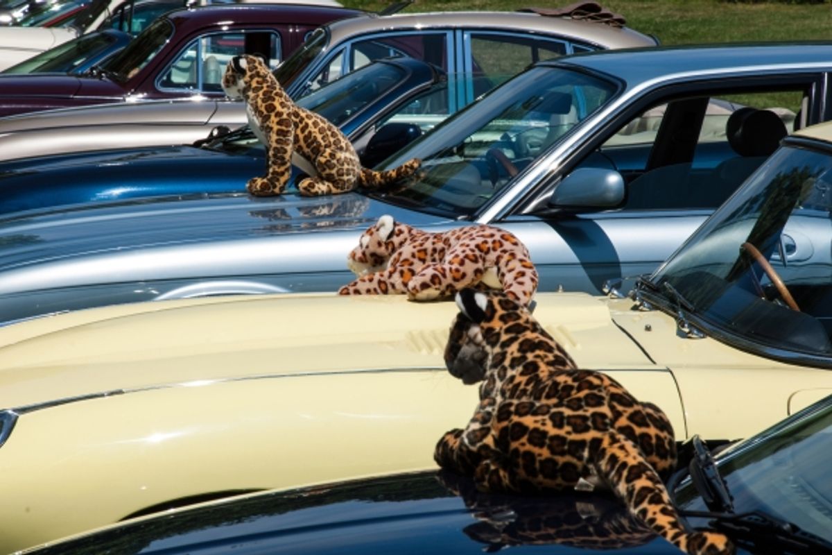Jaguars ready to pounce on Simply Jaguar at Beaulieu