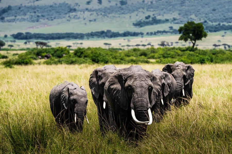 Safari Rally Kenya launches with up-close wildlife encounters